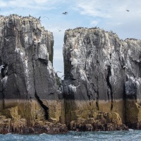 Falaises et oiseaux nicheurs