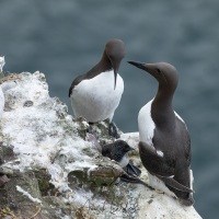 Guillemot de Troïl avec poussin