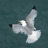 Mouette tridactyle