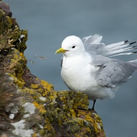 Mouette tridactyle