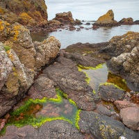 Algues et rochers