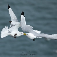 Mouette tridactyle