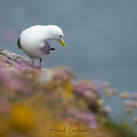 Mouette tridactyle