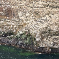 Oiseaux nicheurs dans les falaises des iles Farns