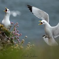 Mouette tridactyle