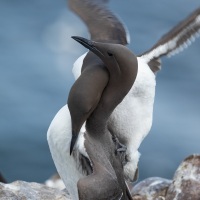 Guillemot de Troïl