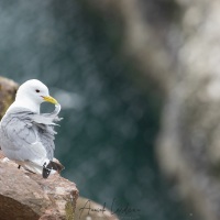 Mouette tridactyle