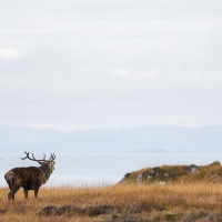 Cerf élaphe