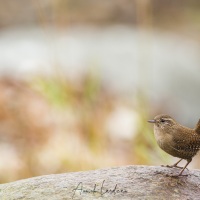 Troglodyte mignon