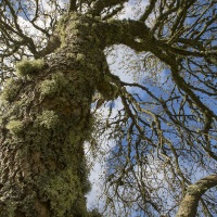 Arbres sur l'ile de Jura