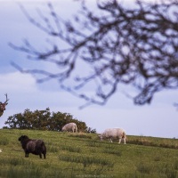 Cerf élaphe dans un pré de moutons