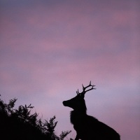 Cerf élaphe à l'aube