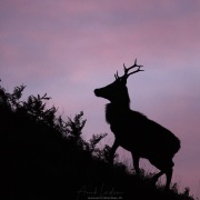 Cerf élaphe à l'aube