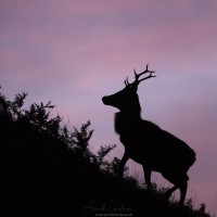 Cerf élaphe à l'aube