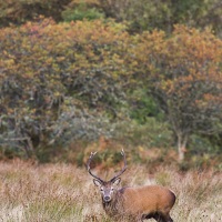 Cerf élaphe