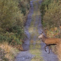 Cerf élaphe