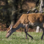 Biche et étourneaux