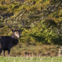 Cerf élaphe sortant de sa souille