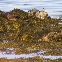 Loutre sommeillant