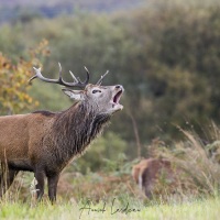 Cerf élaphe