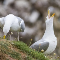 Goeland cendré