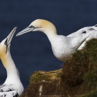 Couple de fous de bassan