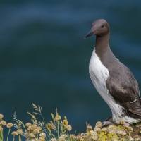 Guillemot de Troïl