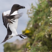 Pingouin torda