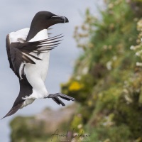 Pingouin torda