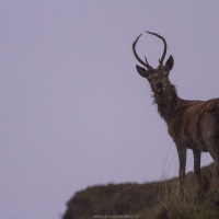 Jeune cerf élaphe