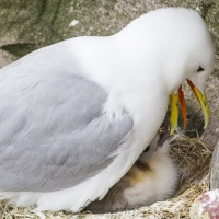 Mouette tridactyle régurgitant pour nourrir son poussin