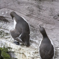 guillemots de Troil, dont un protégeant son poussin sous son aile