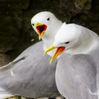 Mouettes tridactyles