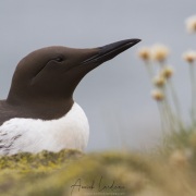 Portrait de guillemot de Troil