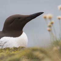 Portrait de guillemot de Troil