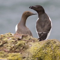 Pingouin torda