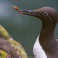 Portrait de guillemot de Brunnich