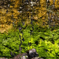 Algues sur la partie inférieur de la falaise