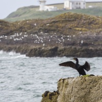 Cormoran huppé et phare