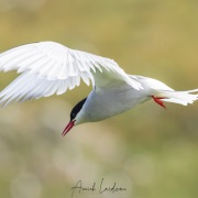 Sterne arctique
