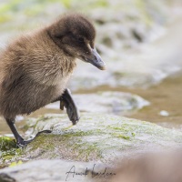 Eider à duvet