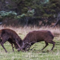 Combat de cerfs élaphe