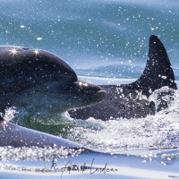 Dauphins nez en bouteille