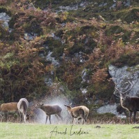 Harde: cerf, biches et faons