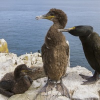 Cormoran hupppé et ses grands poussins