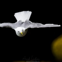 Mouette tridactyle jouant dans le vent