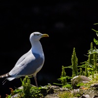 Goeland argenté