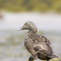 Eider à duvet