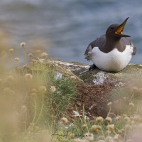 Guillemot de Troil