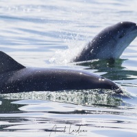 Dauphins nez en bouteille